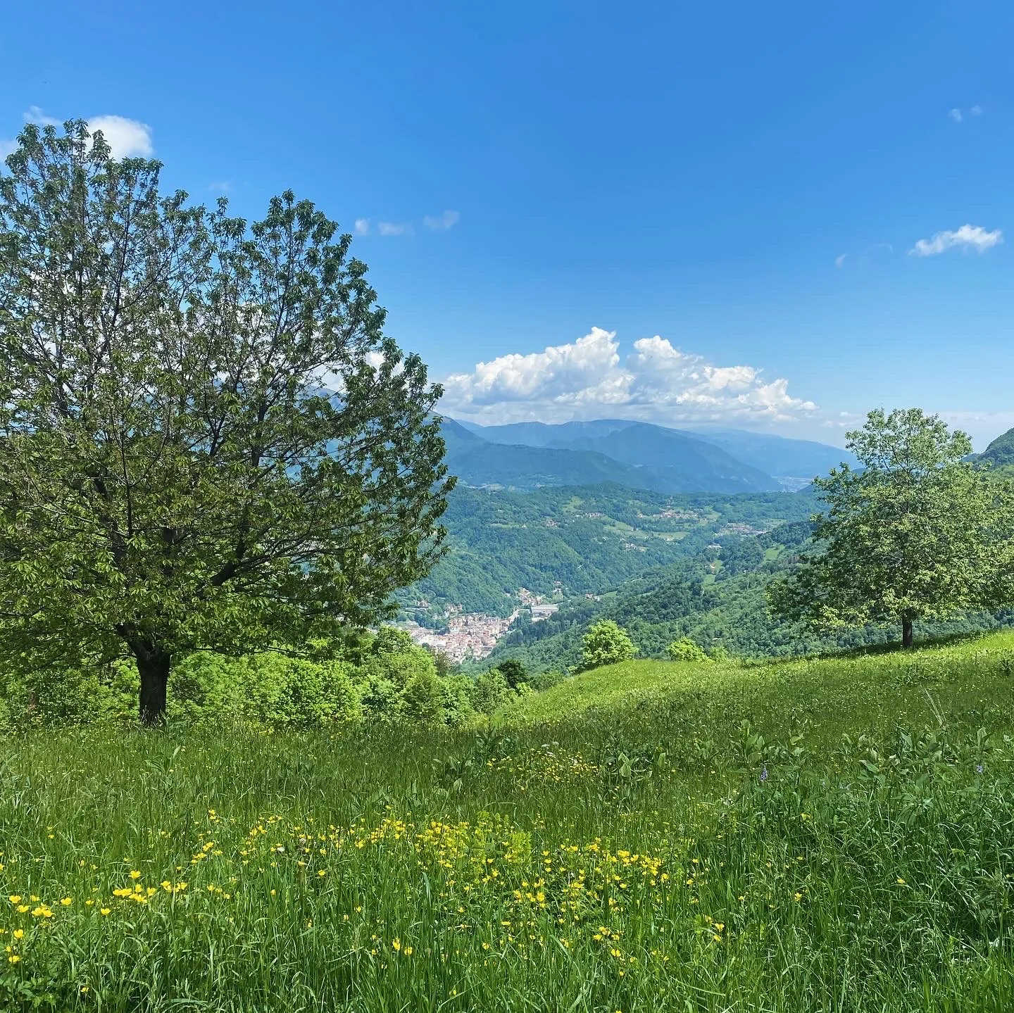 Dalla Casara